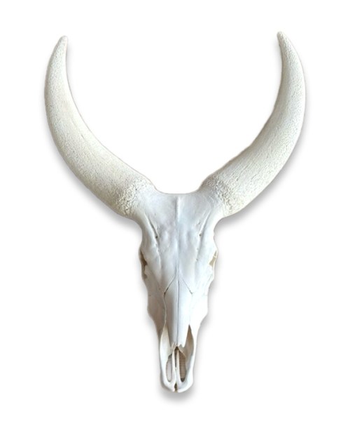 Wilderbeest Skulls | Kudu Horns | Ankole Cow Horns