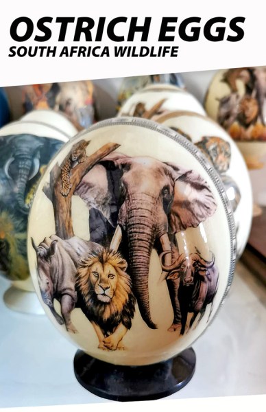 Ostrich Eggs South Africa | WHOLESALE