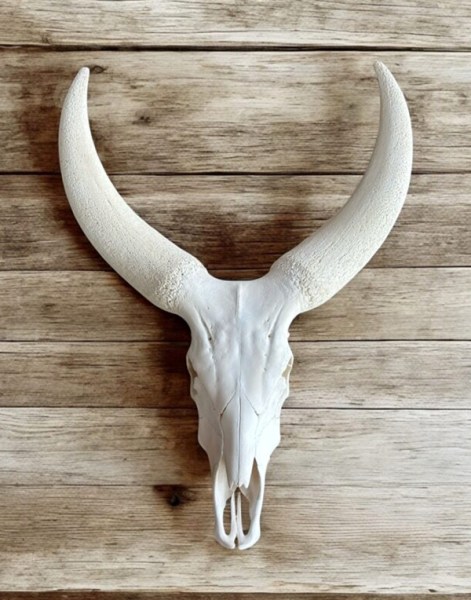 ankole-cow-skull-wholesale