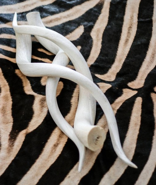 Kudu Horns South Africa | WHOLESALE