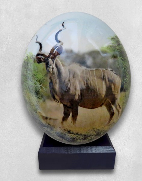 ostrich egg kudu bull