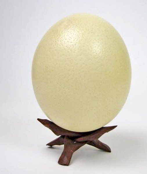 ostrich egg shell south africa3