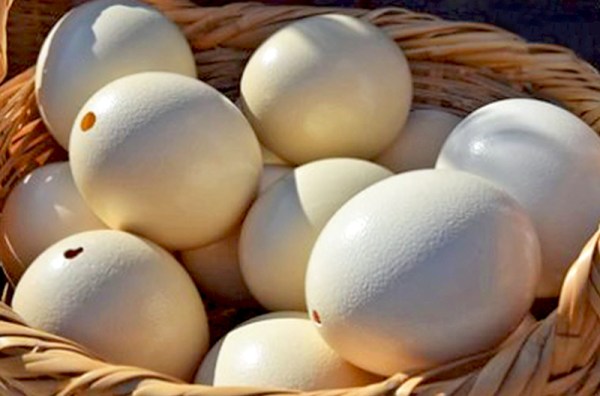 ostrich egg shells south africa9