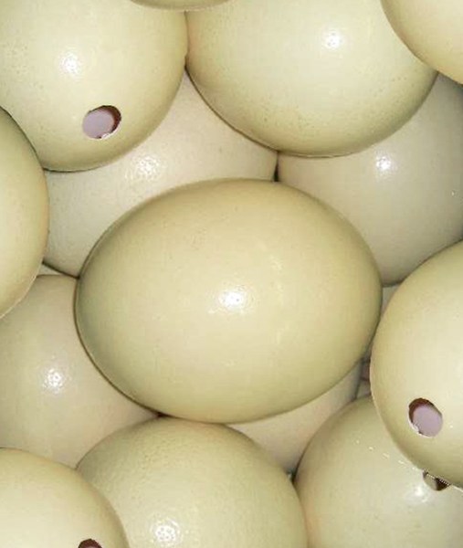 ostrich eggs south africa9