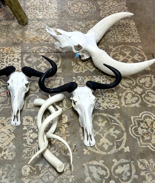Kudu Horns South Africa | WHOLESALE